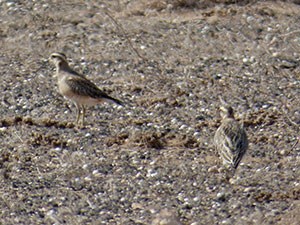 Eurasian Dotterel - Charadrius morinellus © John Muddeman